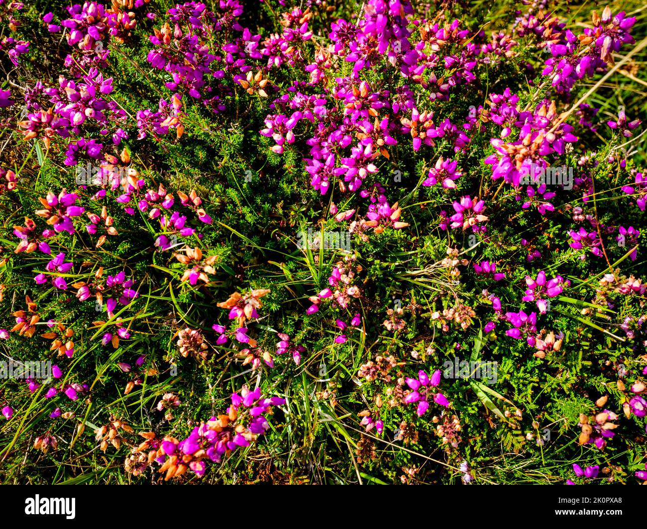 Purple heather in bloom in late summer on the island of Coll, Scotland Stock Photo