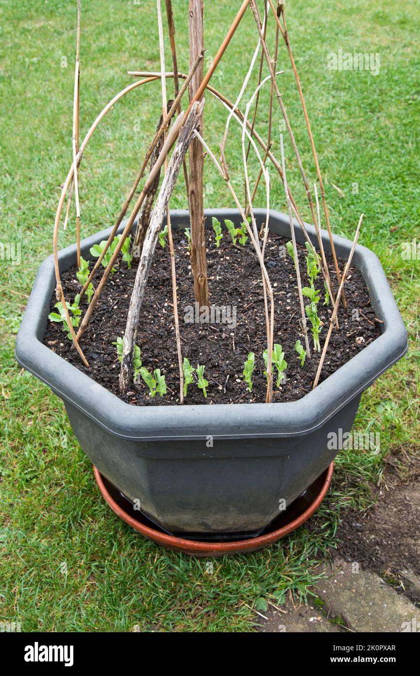 mange tout peas growing in a large plastic container. Stock Photo