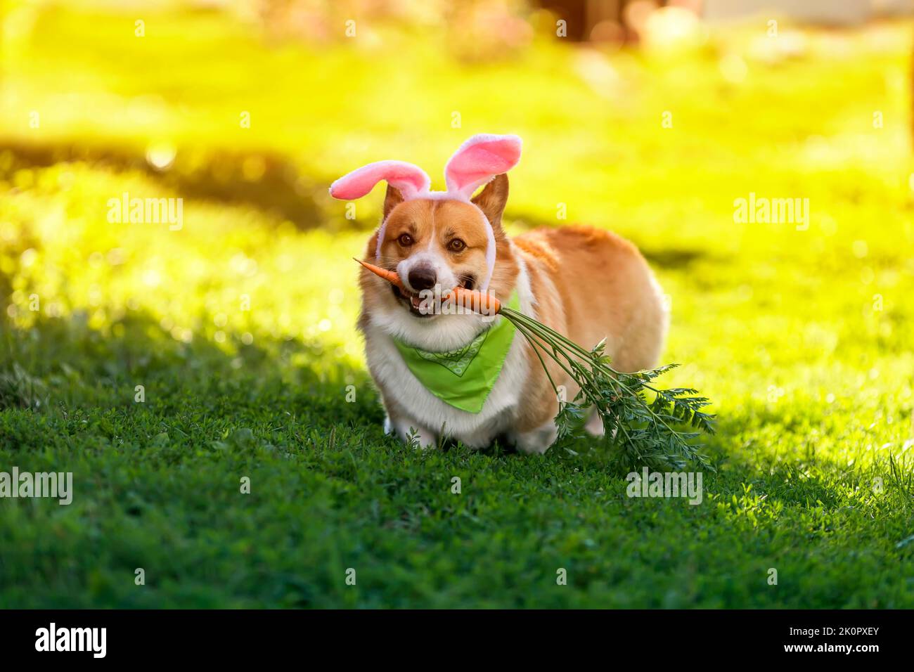 charming pembroke corgi dog puppy runs through the green grass in pink ...