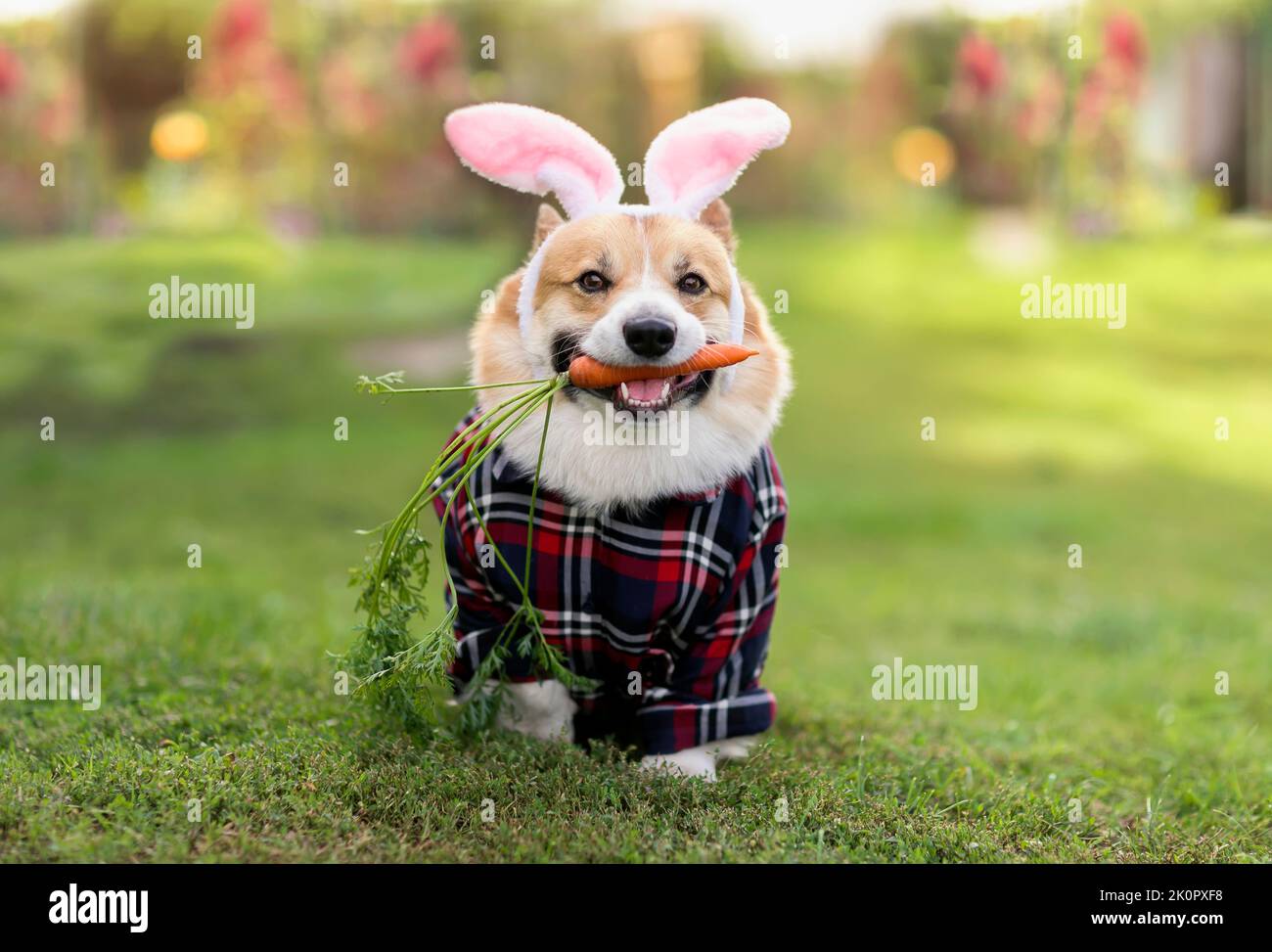 charming pembroke corgi dog puppy runs through the green grass in pink ...