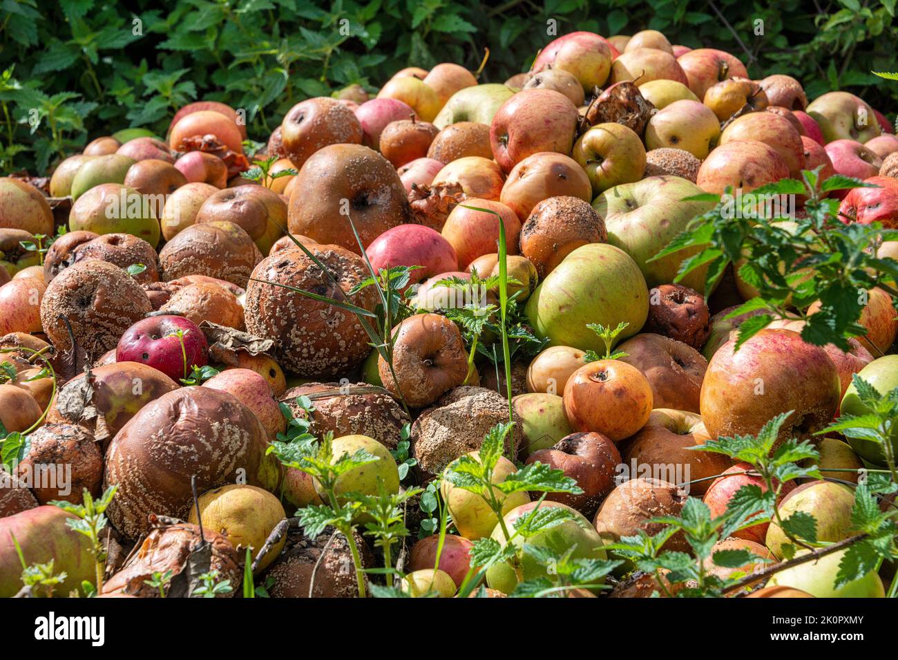 Pile of rotting apples, food waste. Stock Photo