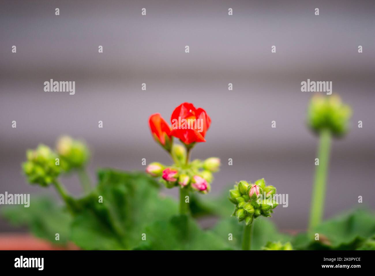 Geraniums flowers blooming in spring and summer against a blurred background. Stock Photo