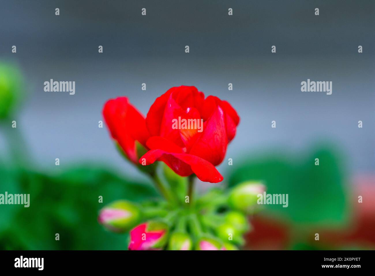 Geraniums flowers blooming in spring and summer against a blurred background. Stock Photo
