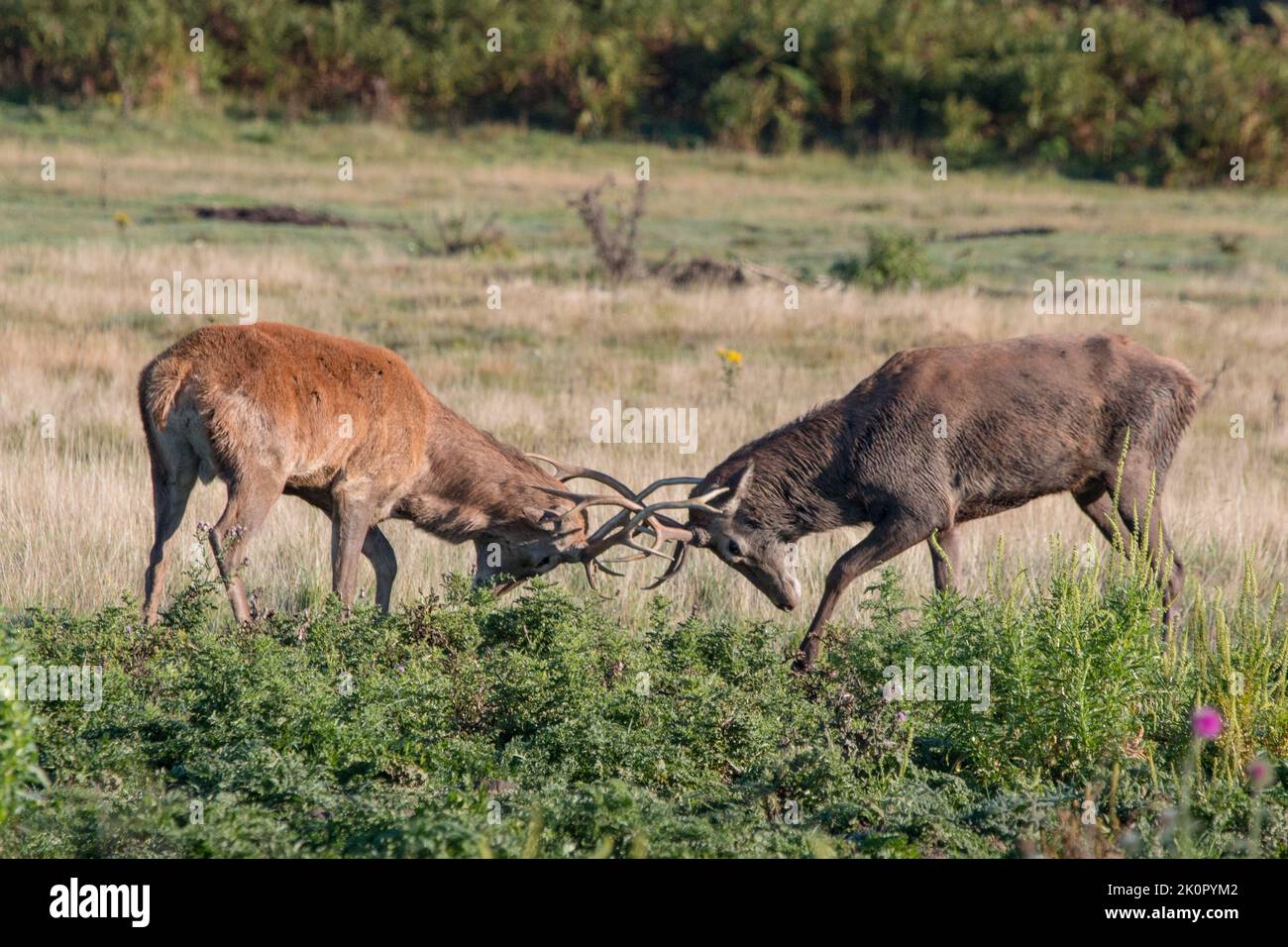 A pair of Red Deer Stags , fighting, clashing antlers  and battling it out to test their stamina to become the dominant male . Suffolk, UK. Stock Photo