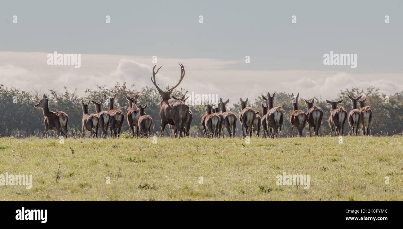 A large herd of twenty Red Deer (Cervus elaphus) with a dominant stag running scared  on the Suffolk Coastal marshes at Minsmere. UK Stock Photo