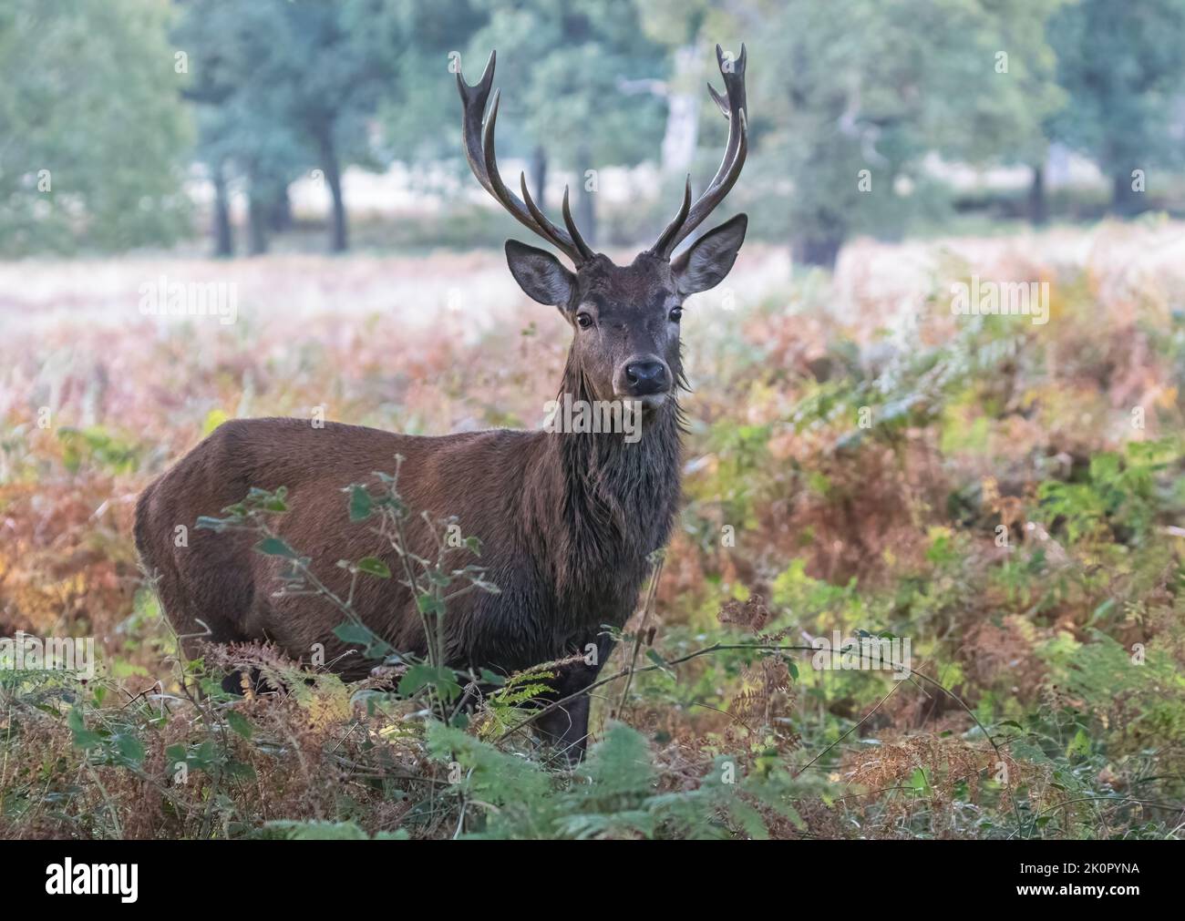 A majestic Red Deer Stag (Cervus elaphus) standing proudly in the autumn colours of the  woodland during the rutting season . Richmond, Uk Stock Photo