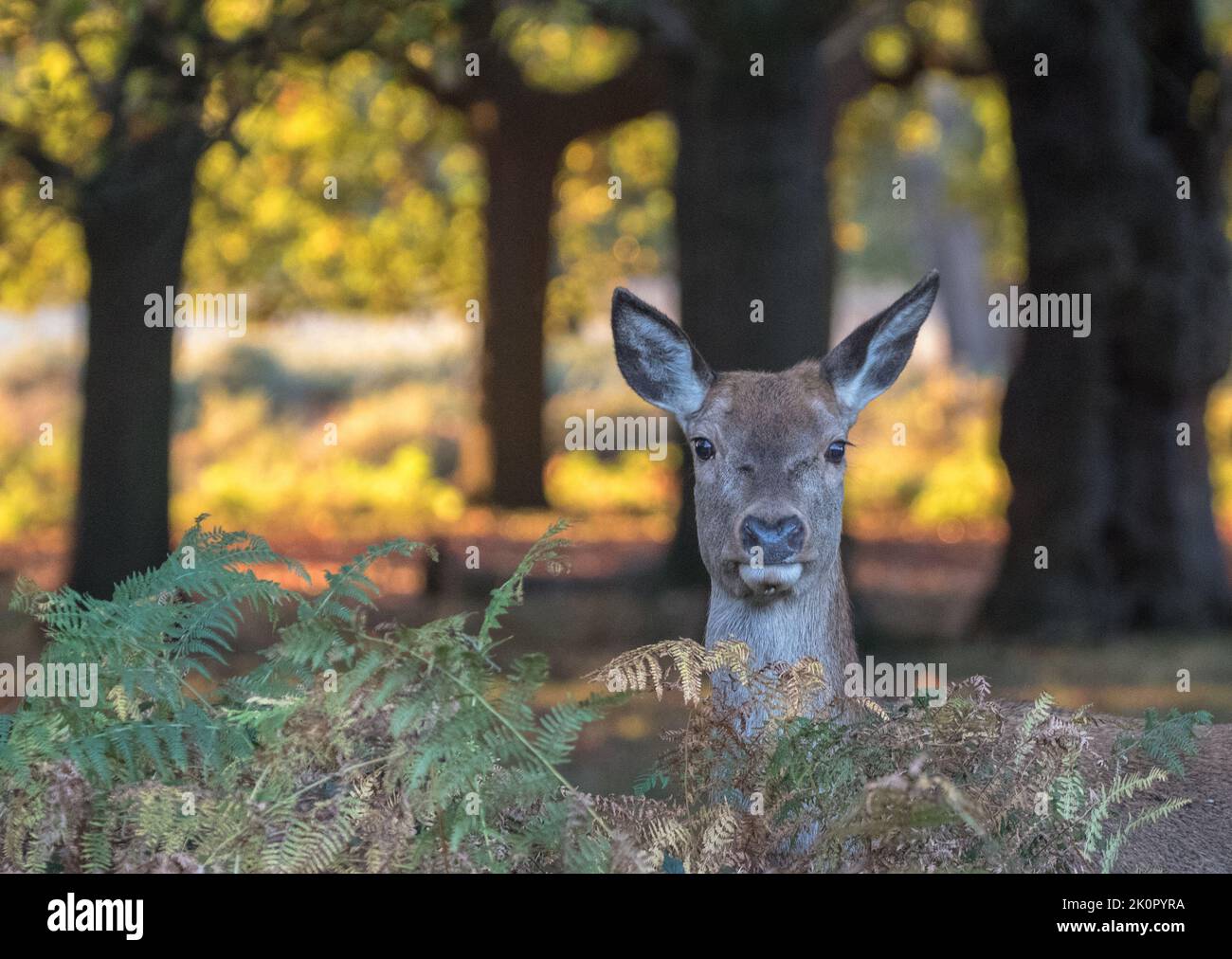 A Red Deer Hind ( Cervus elaphus) looking straight at the camera against  a colourful autumnal woodland background. Richmond, UK Stock Photo