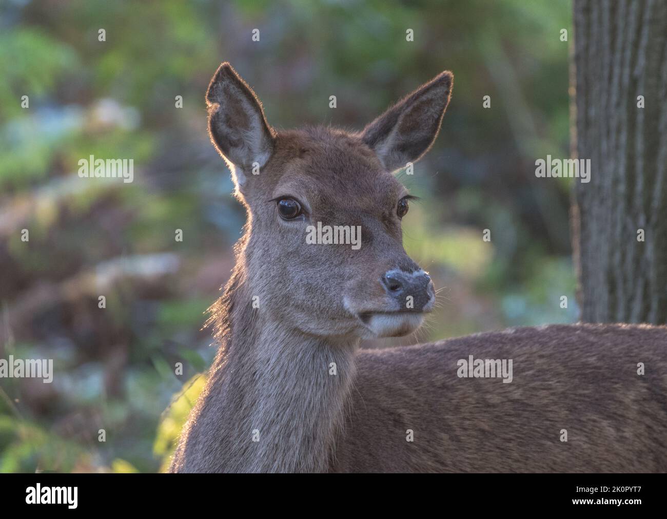 A close up Red Deer Hind ( Cervus elaphus) head shot looking at the camera against a woodland