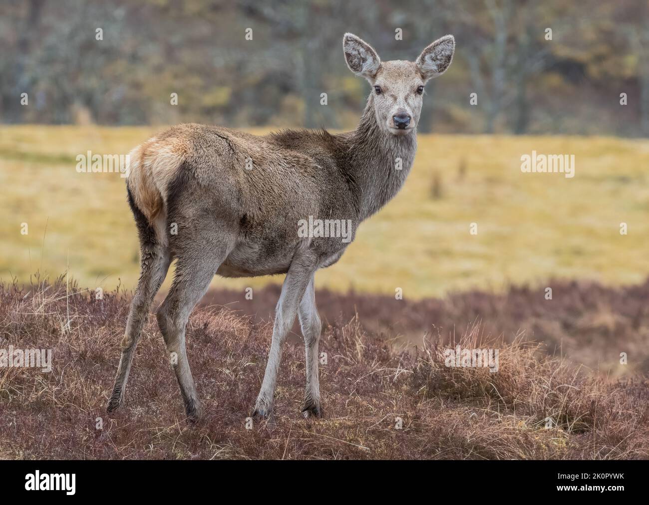 A Red Deer Hind ( Cervus elaphus) standing in amongst the heather . A big strong animal standing in it's Scottish moorland habitat . Uk Stock Photo