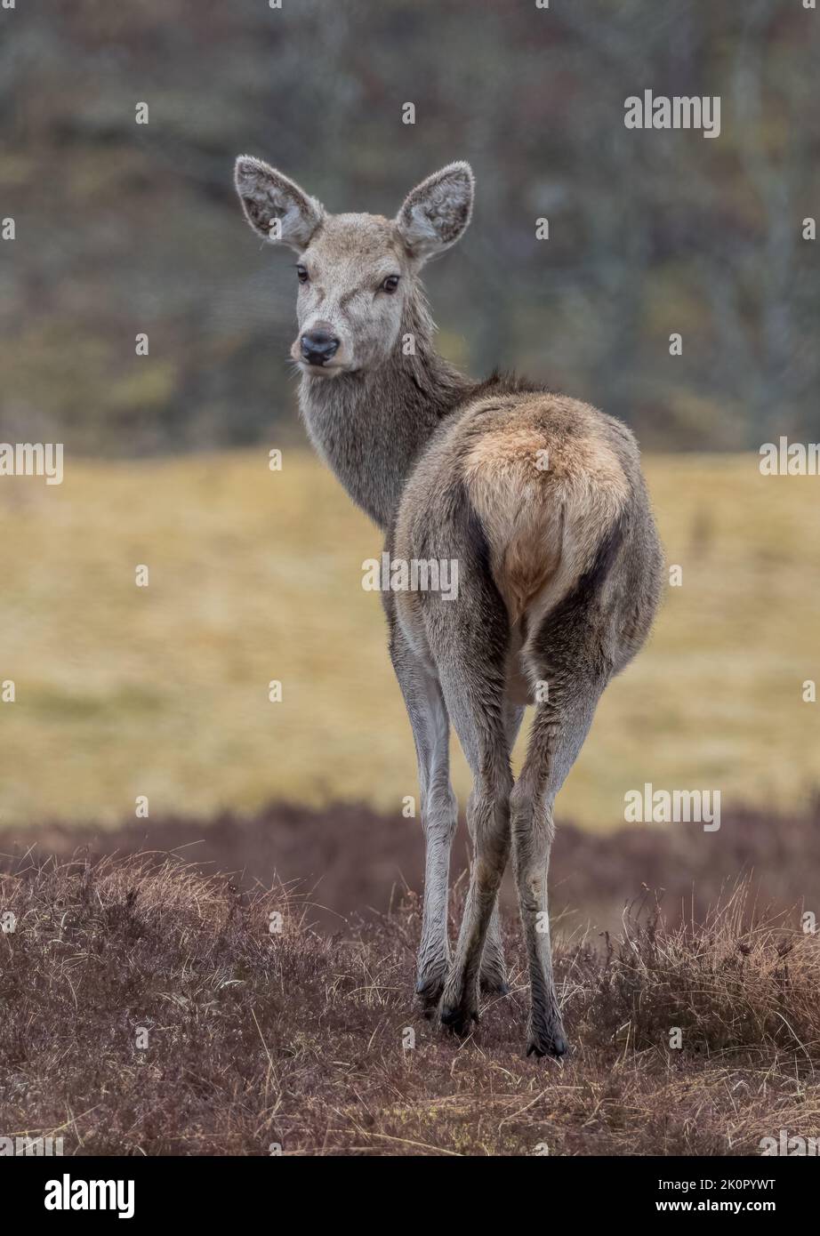 A Red Deer Hind ( Cervus elaphus) standing in amongst the heather . A strong animal standing in it's Scottish moorland habitat . Uk Stock Photo
