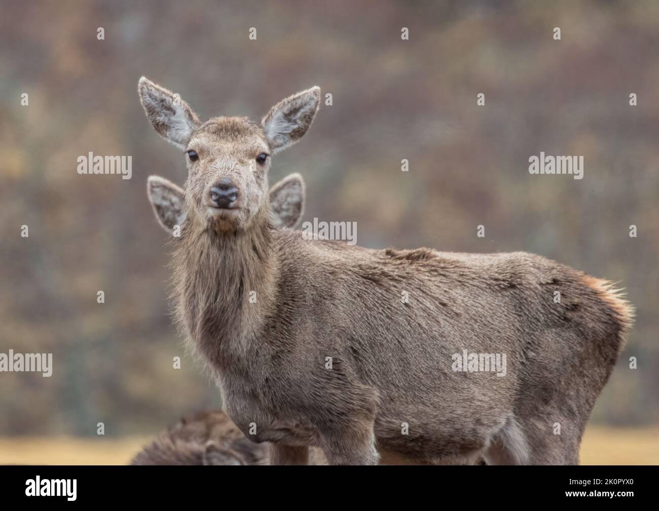 An unusual shot of a   big shaggy Red Deer ( Cervus Elaphus ) with four ears. A comical optical illusion . Scotland , Uk  . Stock Photo