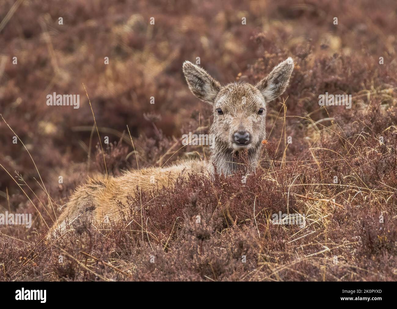 A fluffy young Red Deer ( Cervus elaphus ) resting in the heather in the Scottish hills. UK Stock Photo