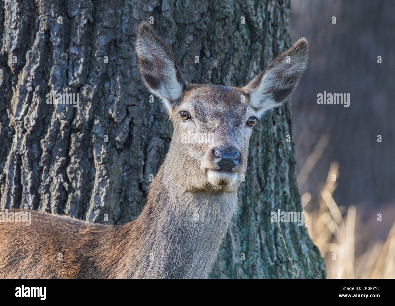 A close up Red Deer Hind ( Cervus elaphus) head shot looking at the camera against  a  huge oak tree in a woodland background. Richmond, UK Stock Photo