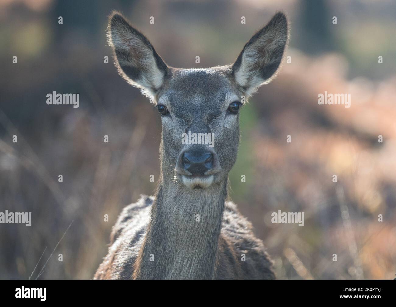A close up shot of a young female Red Deer on an autumn  morning against a background of bracken . UK Stock Photo