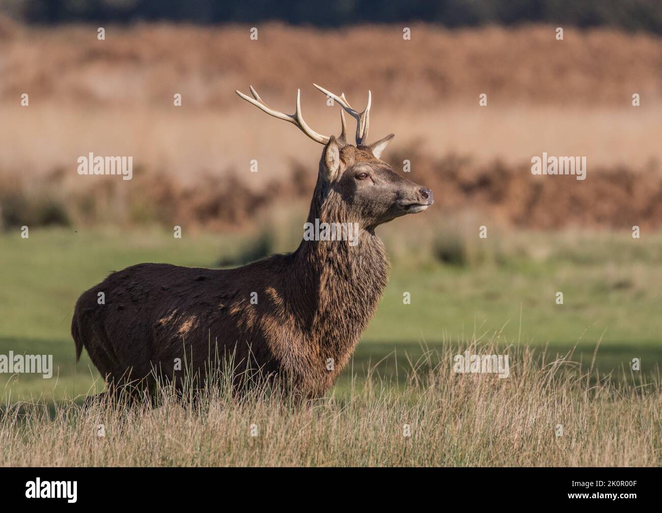 A majestic Red Deer Stag (Cervus elaphus) standing proudly  against the autumn colours during the rutting season . Suffolk, UK Stock Photo