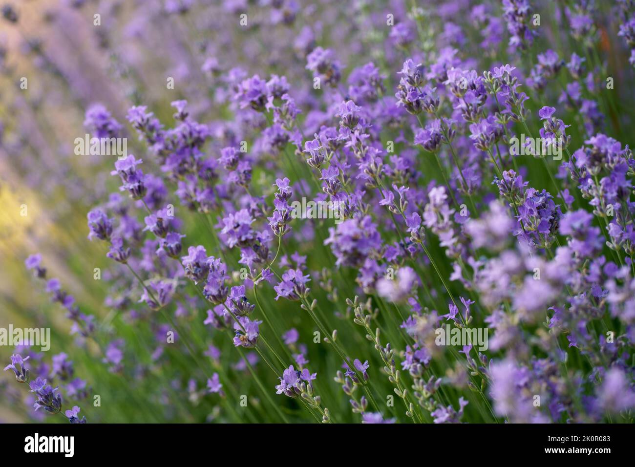 Soft focus lavender hi-res stock photography and images - Alamy
