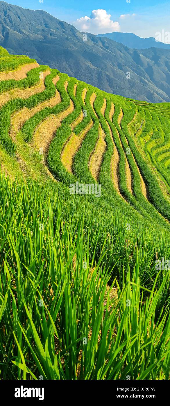 Rice fields in China. Closeup vertical photo of rice field. Background of magical mountains