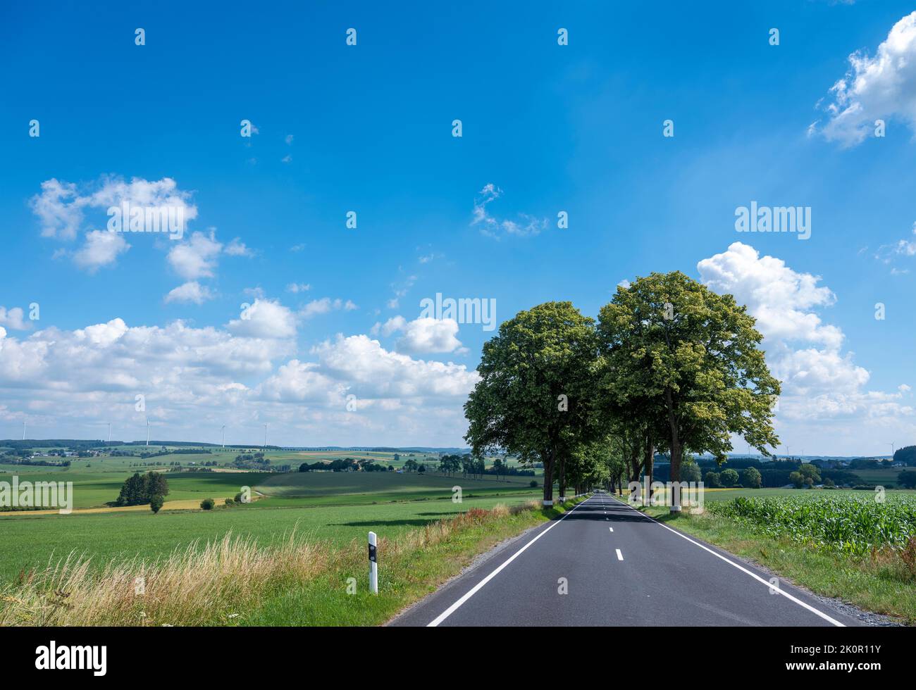 road and trees in countryside of northern luxemburg in summer under blue sky Stock Photo