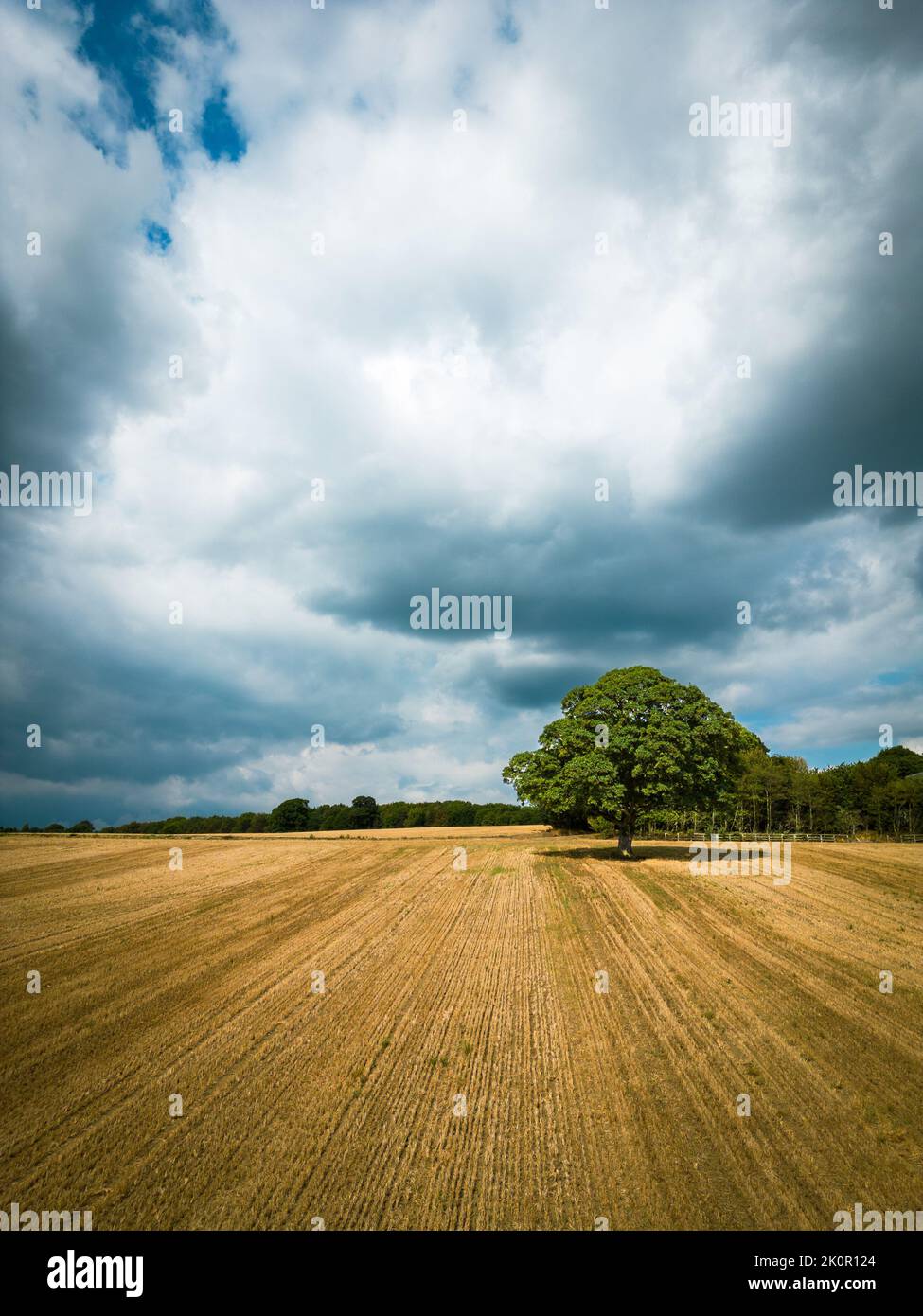 One tree in farmland beneath storm clouds. Barren, dry looking land surrounds a tree with lush green leaves. Stock Photo