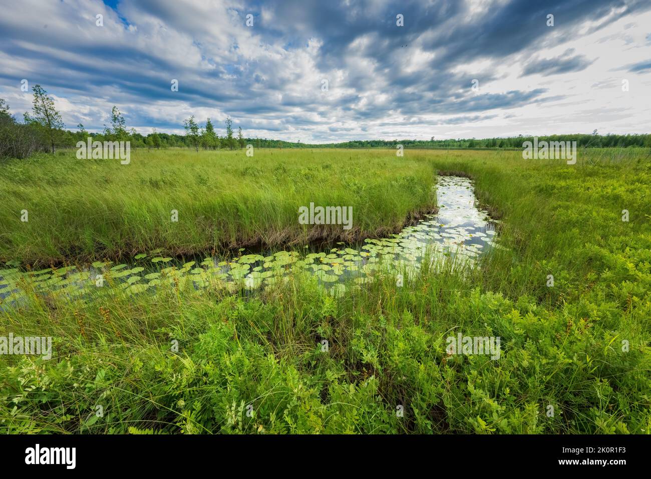 This fen, located in Door County Wisconsin, is one of the property's
