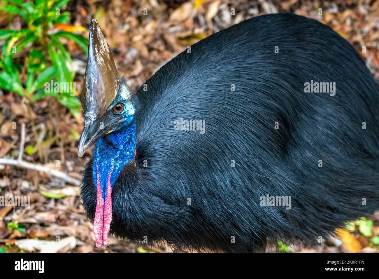 Southern cassowary (Casuarius casuarius)  Etty Bay, near Innisfail, Queensland, Australia Stock Photo