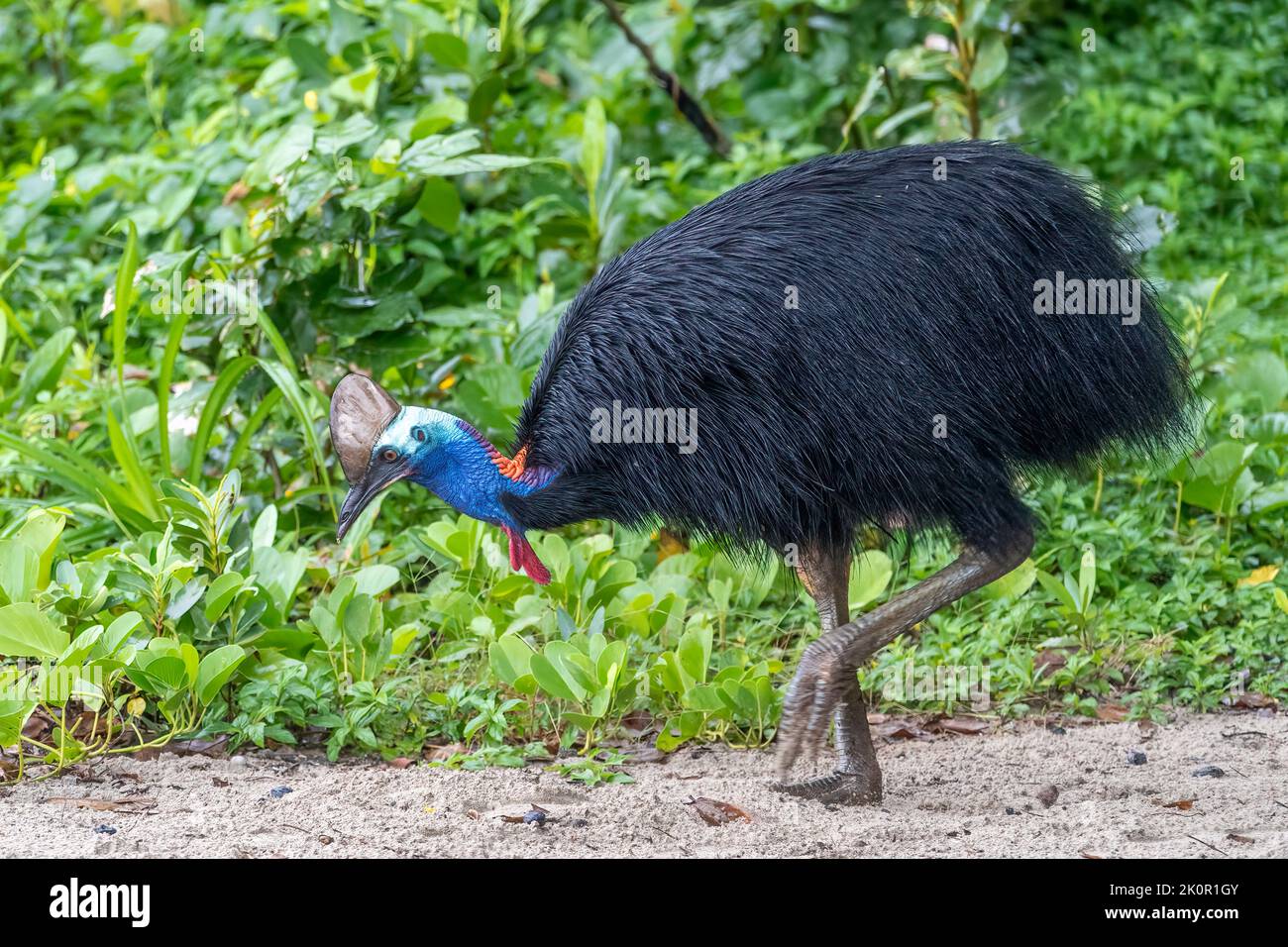 Southern cassowary (Casuarius casuarius) on beach at Etty Bay, near Innisfail, Queensland, Australia Stock Photo