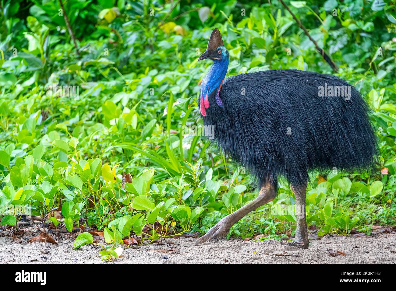 Southern cassowary (Casuarius casuarius) on beach at Etty Bay, near Innisfail, Queensland, Australia Stock Photo