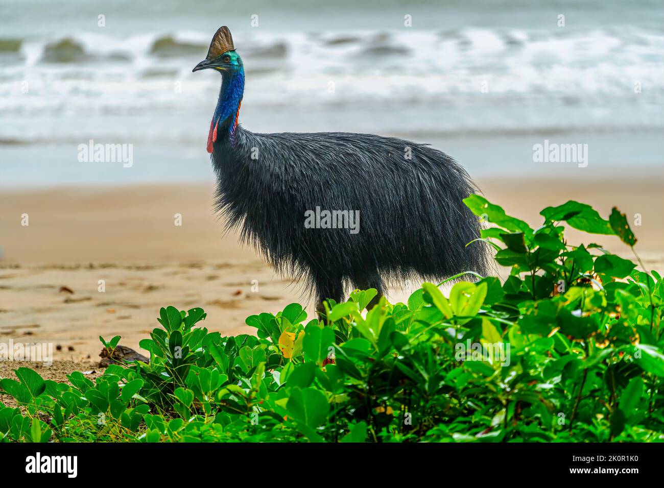 Southern cassowary (Casuarius casuarius) on beach at Etty Bay, near