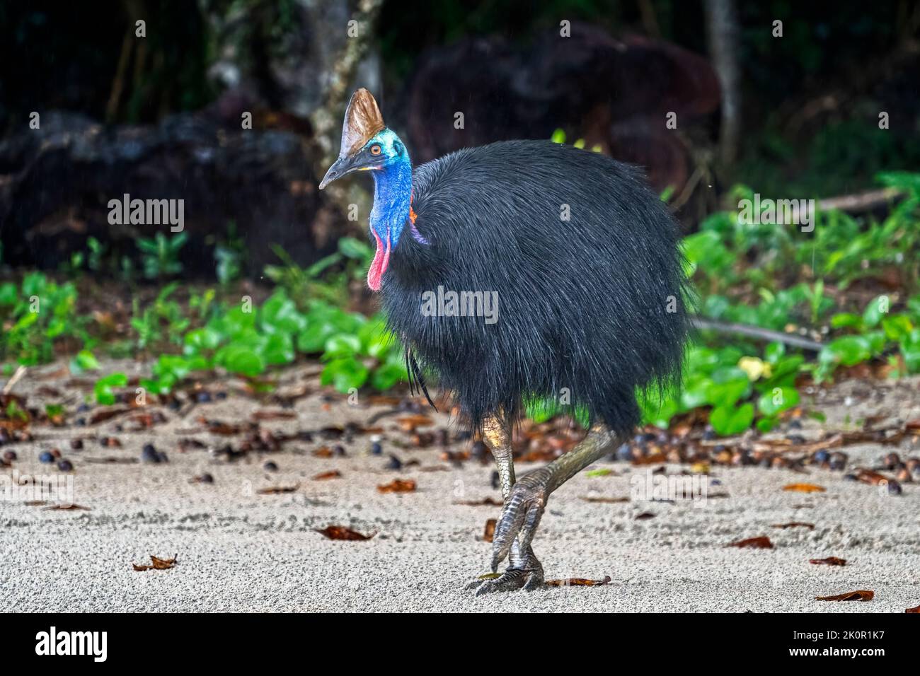 Southern cassowary (Casuarius casuarius) on beach at Etty Bay, near Innisfail, Queensland, Australia Stock Photo