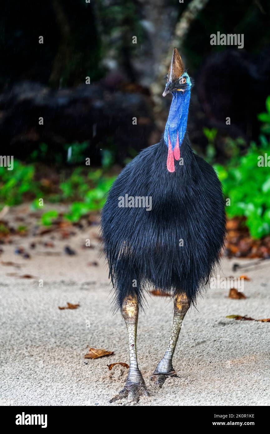 Southern cassowary (Casuarius casuarius) on beach at Etty Bay, near Innisfail, Queensland, Australia Stock Photo