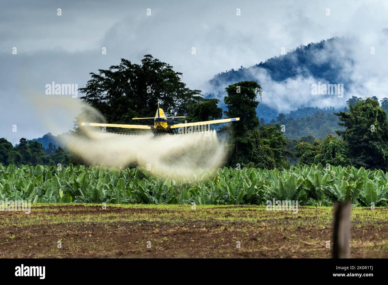 Crop duster flying at low level to spray banana plantation. Tully, North Queensland, Australia Stock Photo