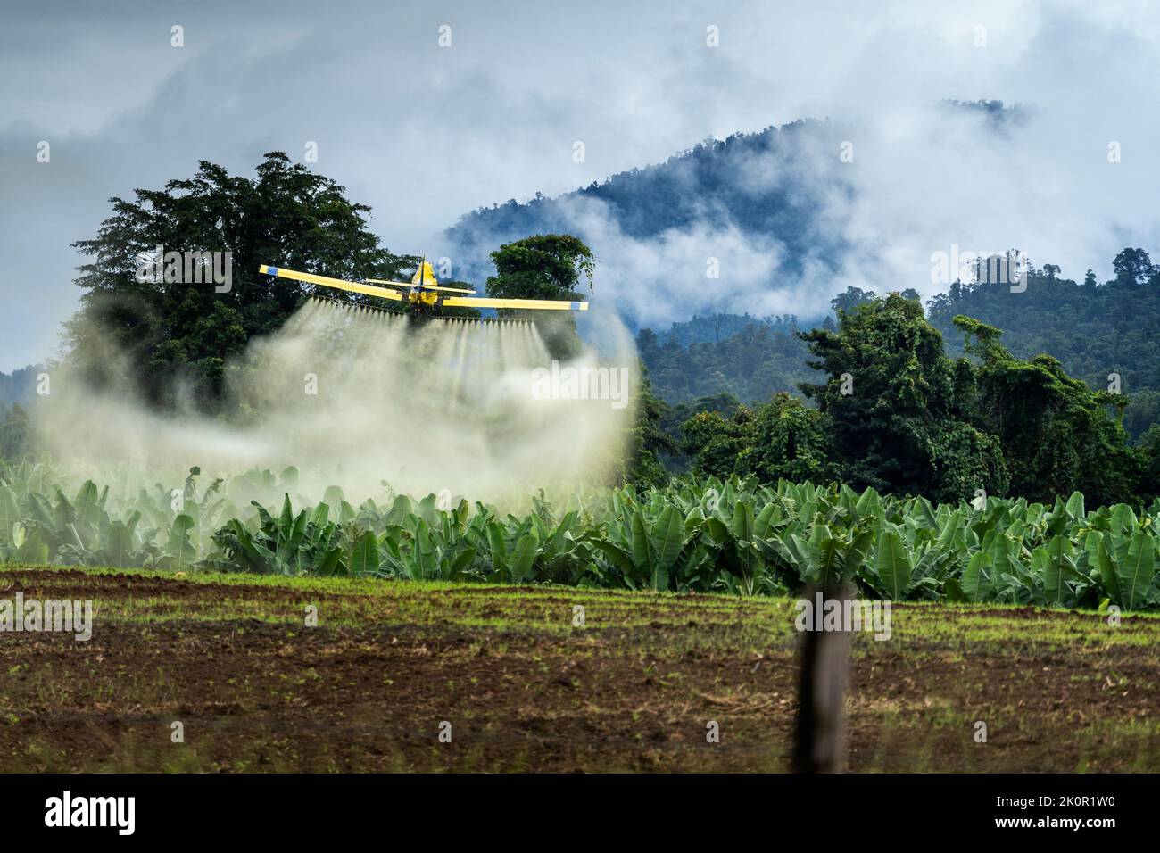 Crop duster flying at low level to spray banana plantation. Tully, North Queensland, Australia Stock Photo