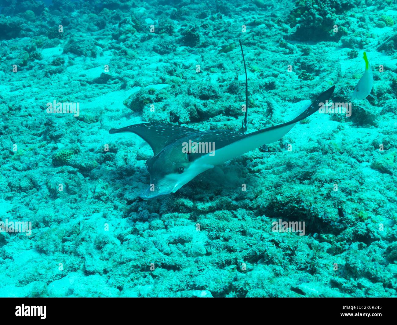 Whitespotted eagle ray in the depths of the Indian ocean, Maldive islands Stock Photo