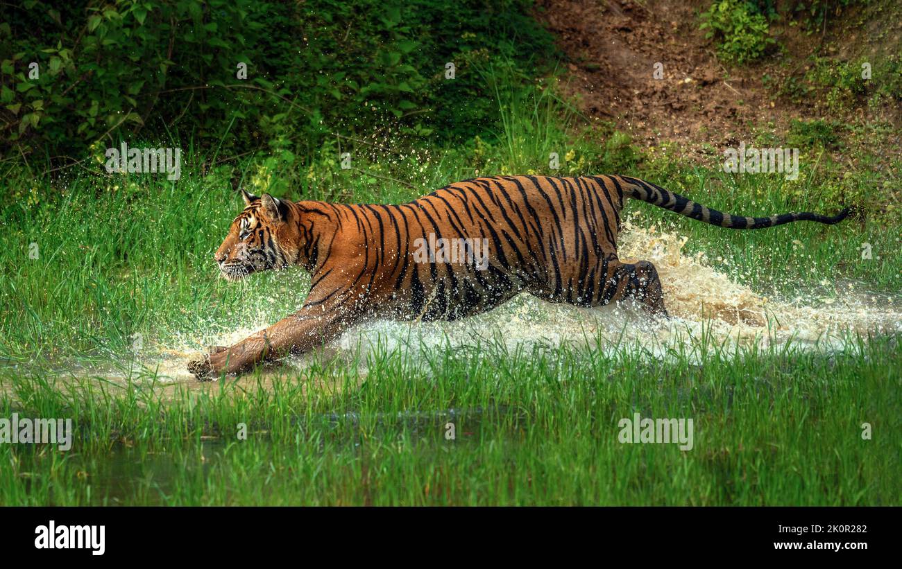 Water provides an excellent place to play. Karnataka, India: THESE INCREDIBLE photos show a tiger bounding in and out of the water, playing and coolin Stock Photo