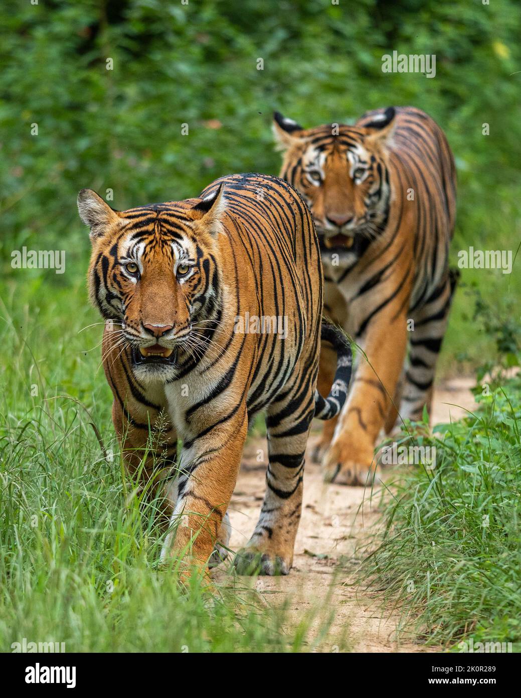 The two young males play together. Karnataka, India: THESE INCREDIBLE photos show a tiger bounding in and out of the water, playing and cooling down, Stock Photo