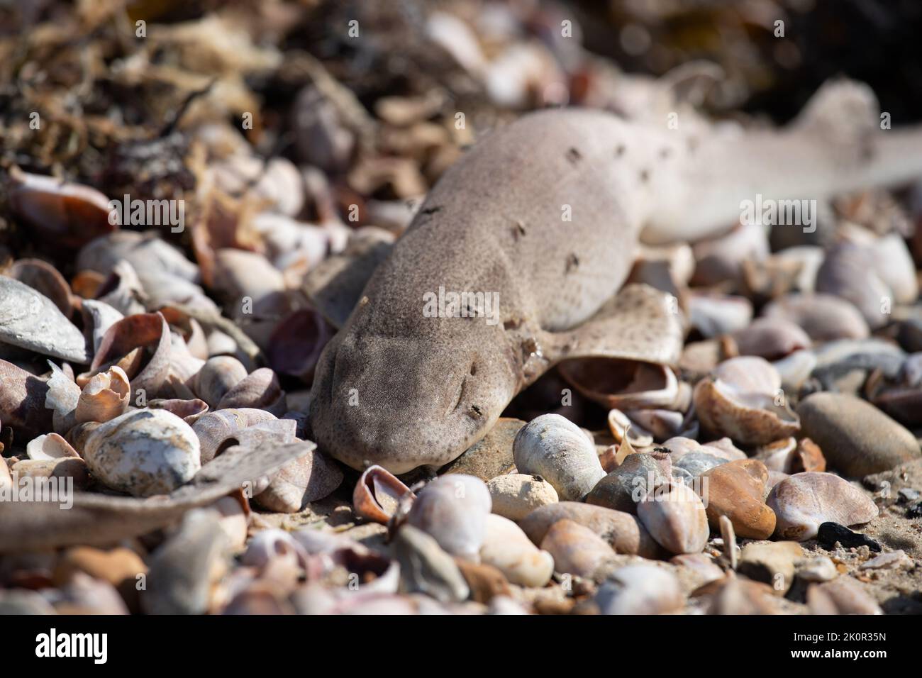 Dead dogfish wash up on Littlehampton beaches at low tide after storms at sea Stock Photo