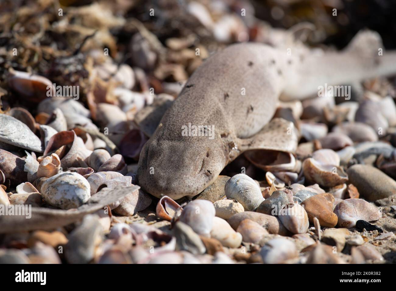 Dead dogfish wash up on Littlehampton beaches at low tide after storms at sea Stock Photo