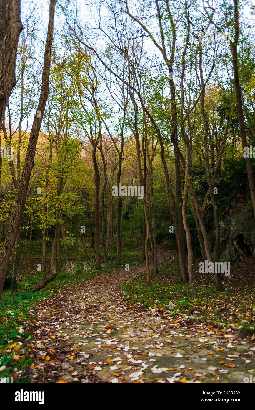 trees that have shed their leaves with the arrival of autumn Stock