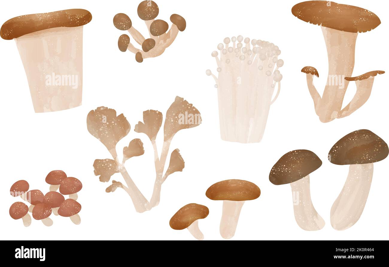 Autumn taste, simple illustration of mushrooms Matsutake, Maitake
