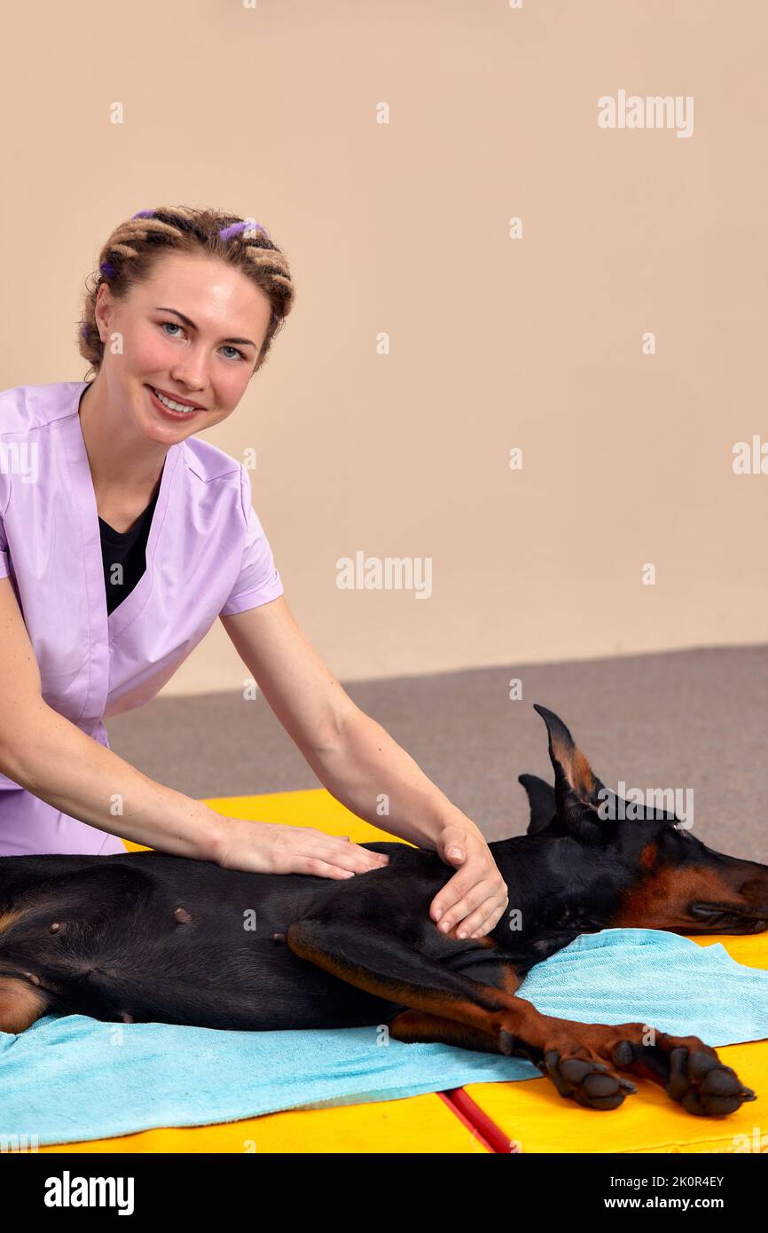 pet physical therapist make massage for beagle dogs. Physiotherapy in