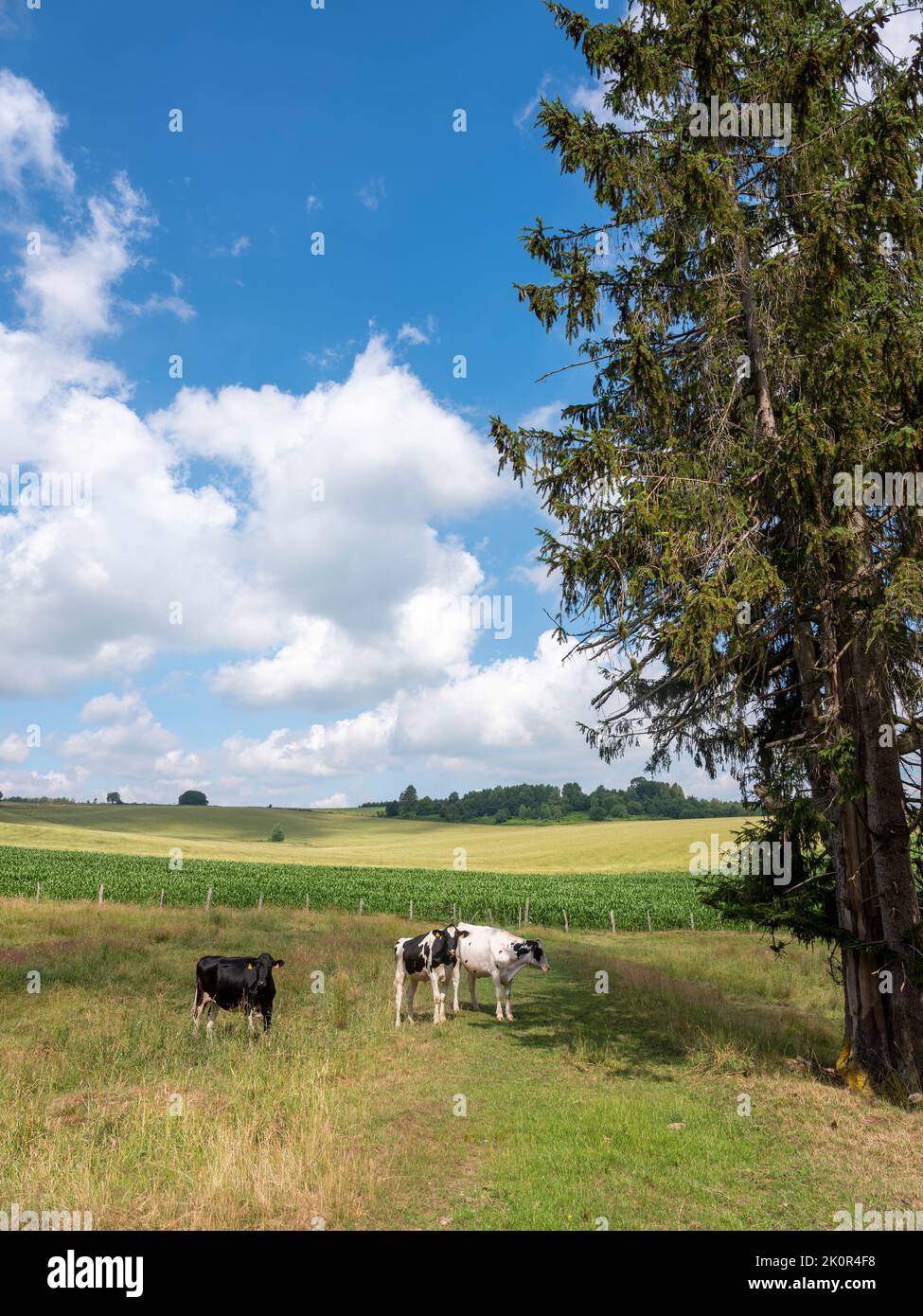 calves in countryside landscape of belgian province luxemburg Stock Photo