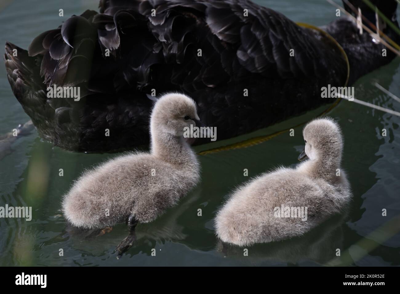 Two baby black swans, cygnets, swimming closely alongside one of their parents on a lake, during a sunny spring day Stock Photo