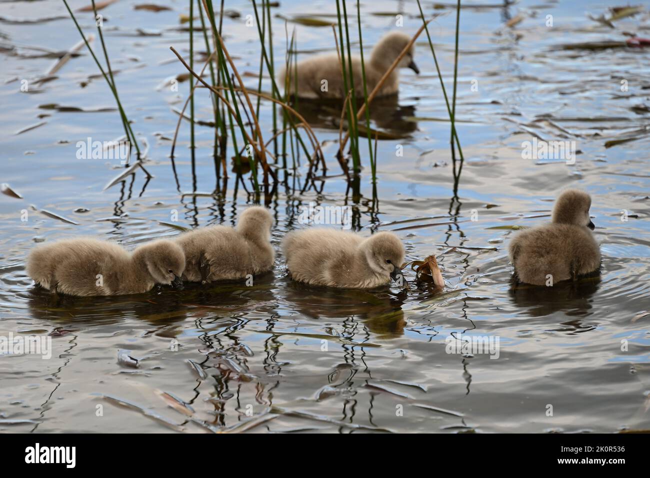A group of four baby black swans, or cygnets, foraging for food in a lake, with a fifth cygnet in the background behind reeds Stock Photo