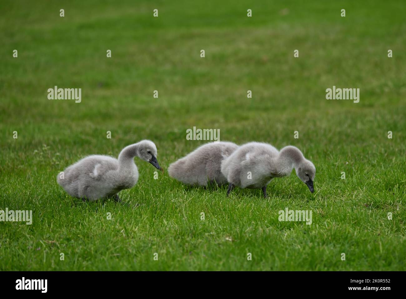 Side view of three black swan cygnets, one partially obscured, walking along a grassy area while looking for food Stock Photo