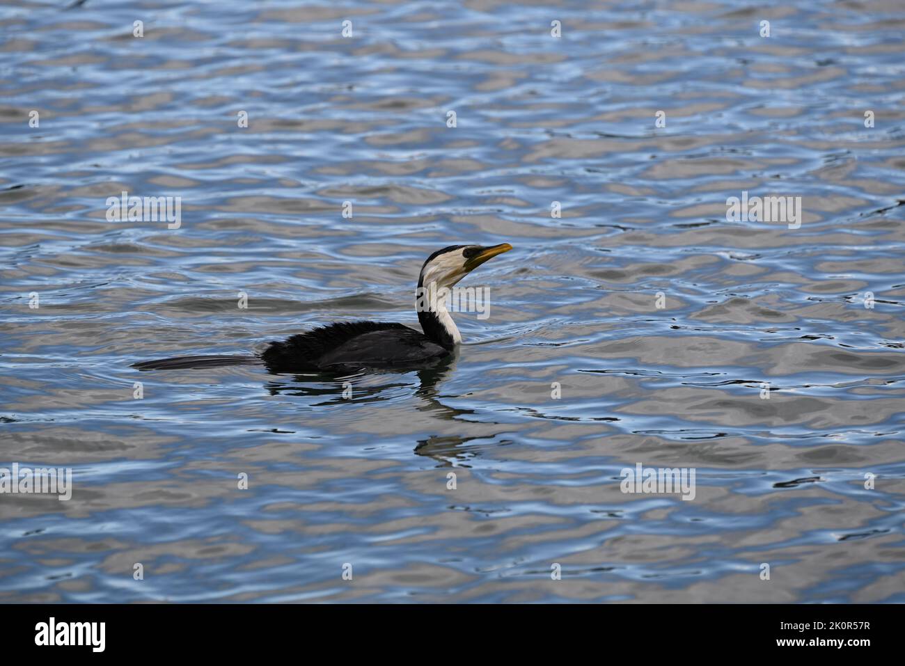 Side view of a soaked little pied cormorant sitting in the middle of a shimmering lake, its head tilted slightly upwards Stock Photo