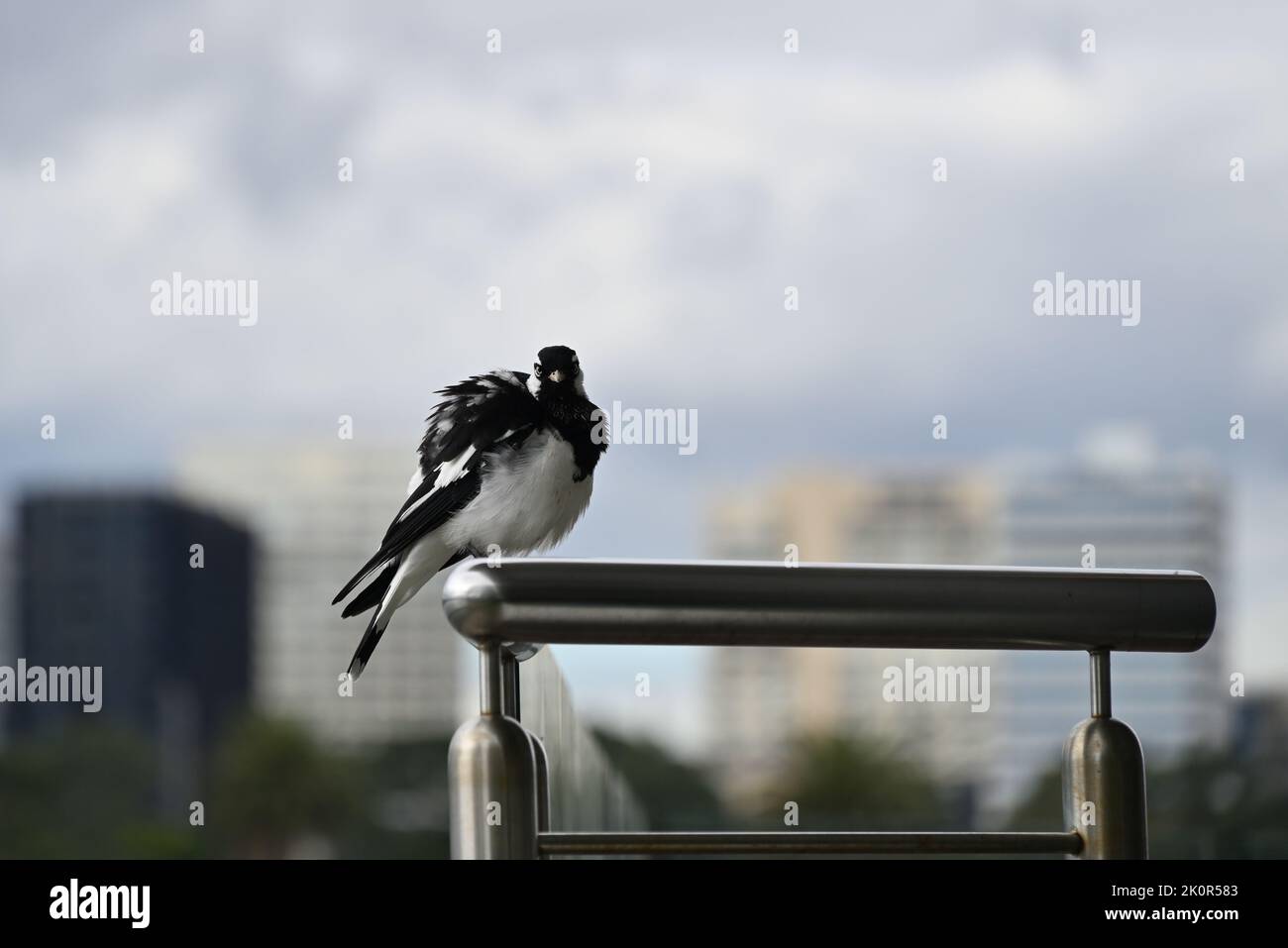 Magpie-lark, grallina cyanoleuca, perched on metal railing with its feathers puffed up, as the bird stares intensely into the foreground Stock Photo