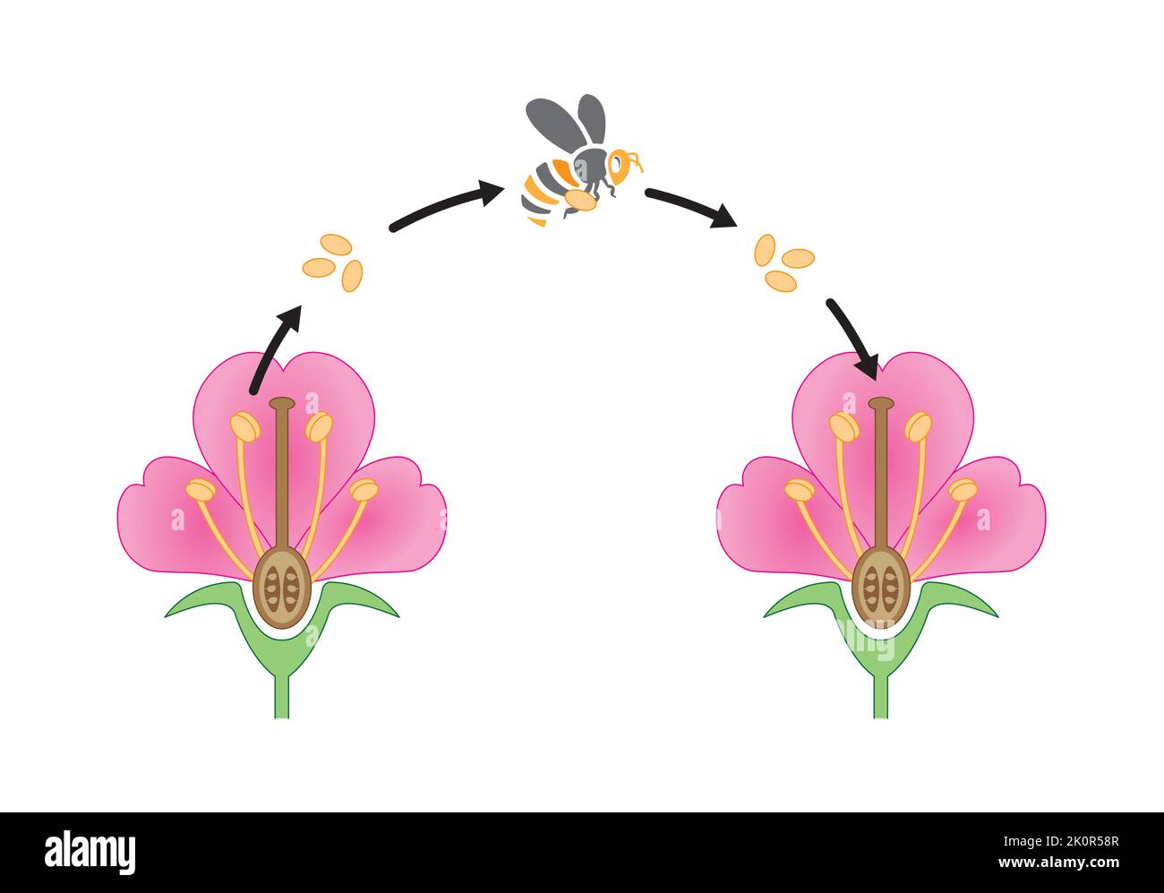 Scientific Designing of Pollination Process. The Most Important Factor in Plants Fertilization. Colorful Symbols. Vector Illustration. Stock Vector