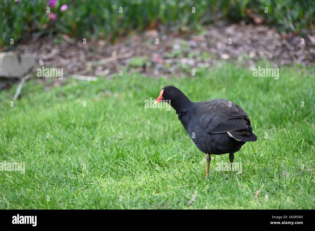 Dusky moorhen (gallinula tenebrosa) standing in a grassy area, near a garden bed, with its head turned to the left Stock Photo