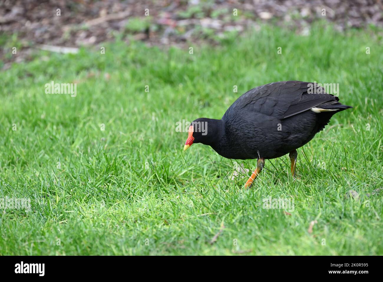 Side view of a dusky moorhen, as it bends down to find food in a grassy area Stock Photo