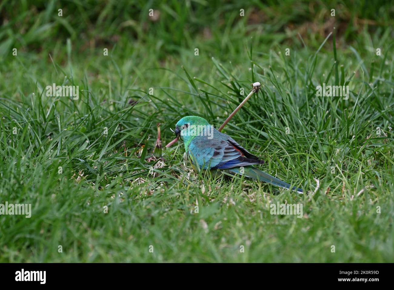 Predominantly green red-rumped parrot standing in unkempt grass as it chews on seeds Stock Photo